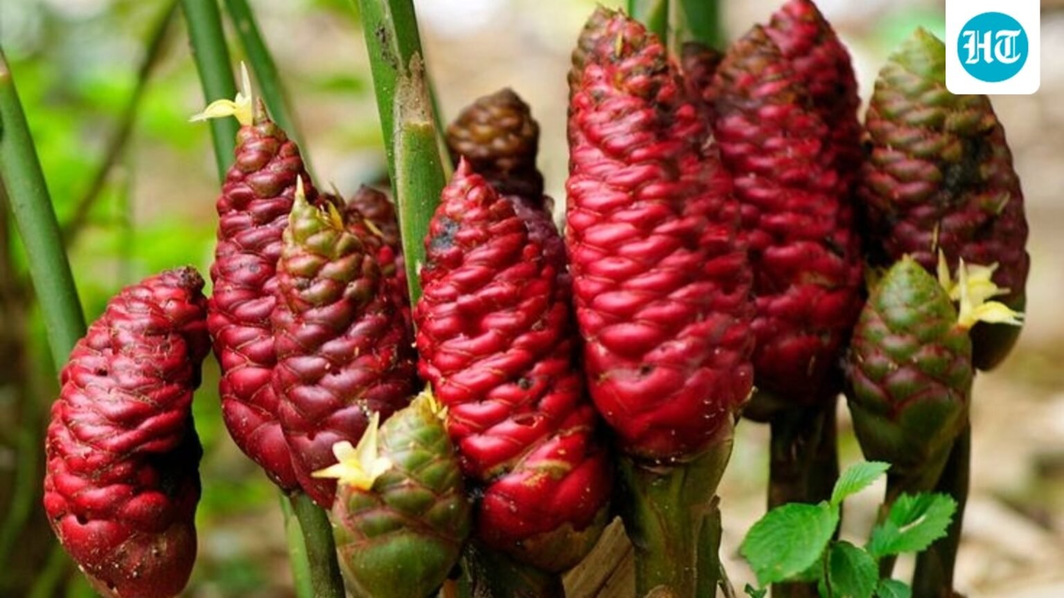 Want a natural alternative to shampoo? Physician Dr Kunal Sood shares the benefits of using shampoo ginger