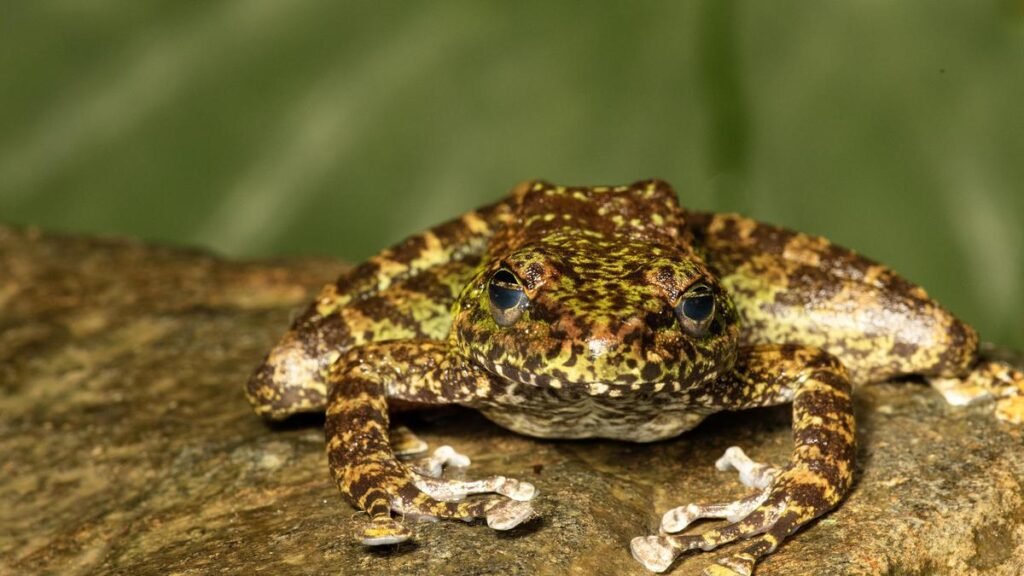 Three new cascade frog species discovered in northeast India; one named in honour of Kerala social worker Padmini Varkey