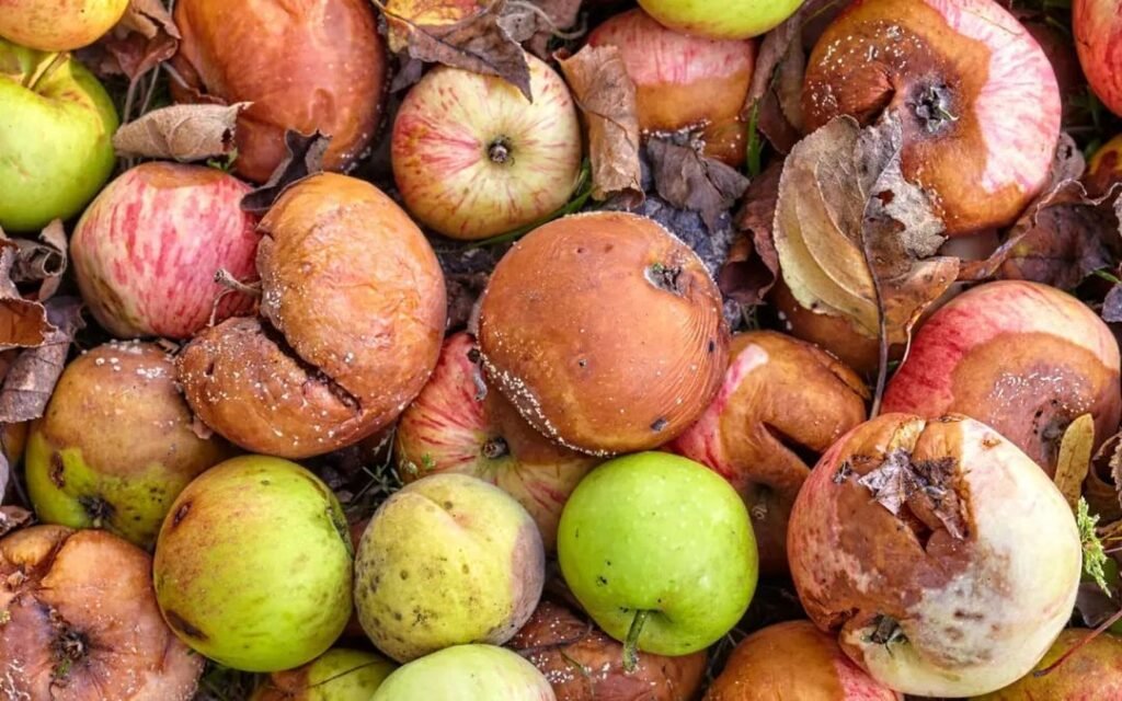 ‘J&K loses 9.51% of apple produce to post-harvest losses’