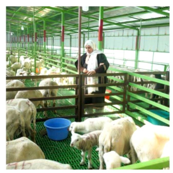 Bandipora woman’s journey from 20 sheep to 500