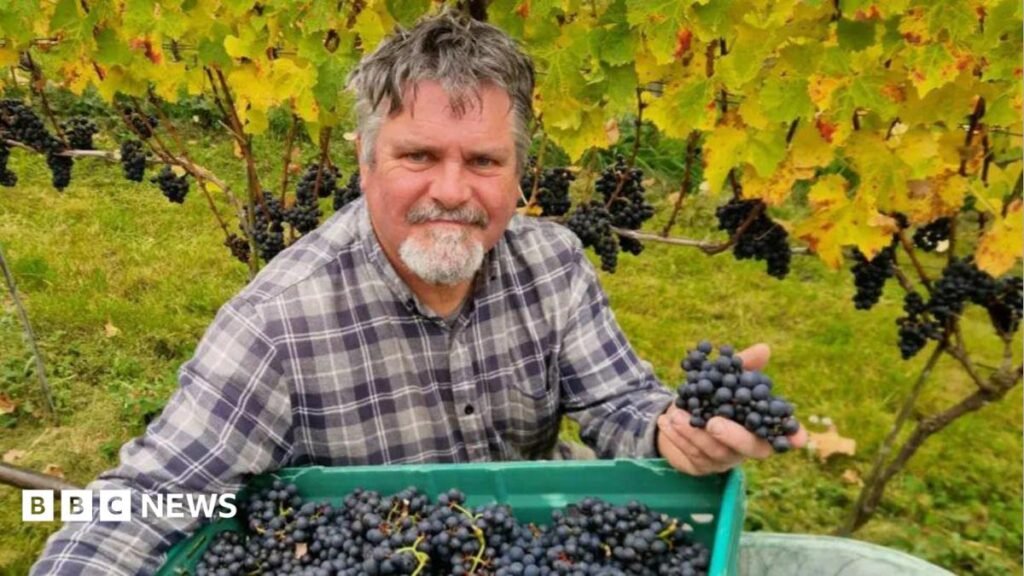 Wine: Ireland’s small but determined wine industry warming up