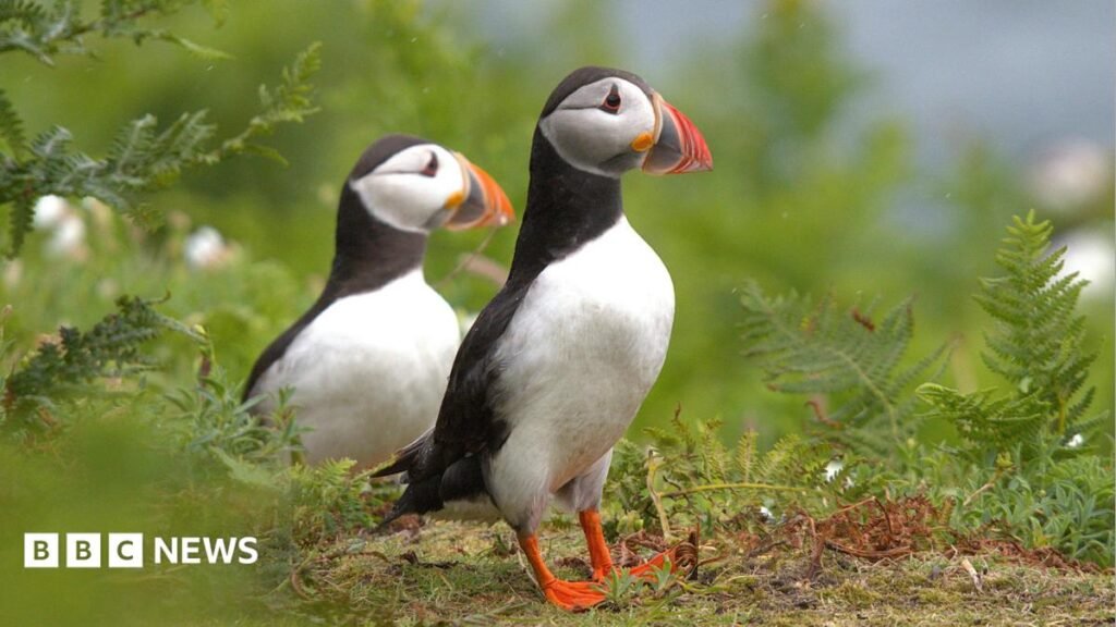Puffins: Seabirds bred off County Down filmed for first time