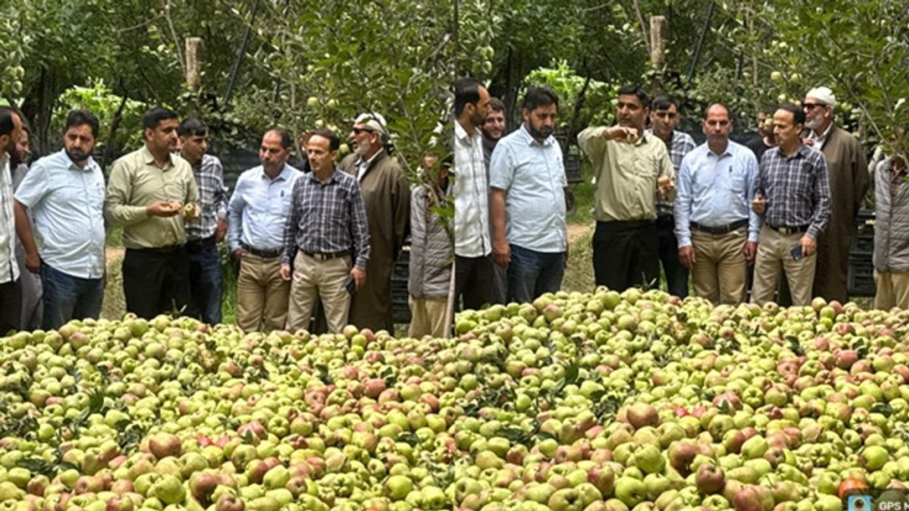 Storm devastates apple crop in parts of Shopian