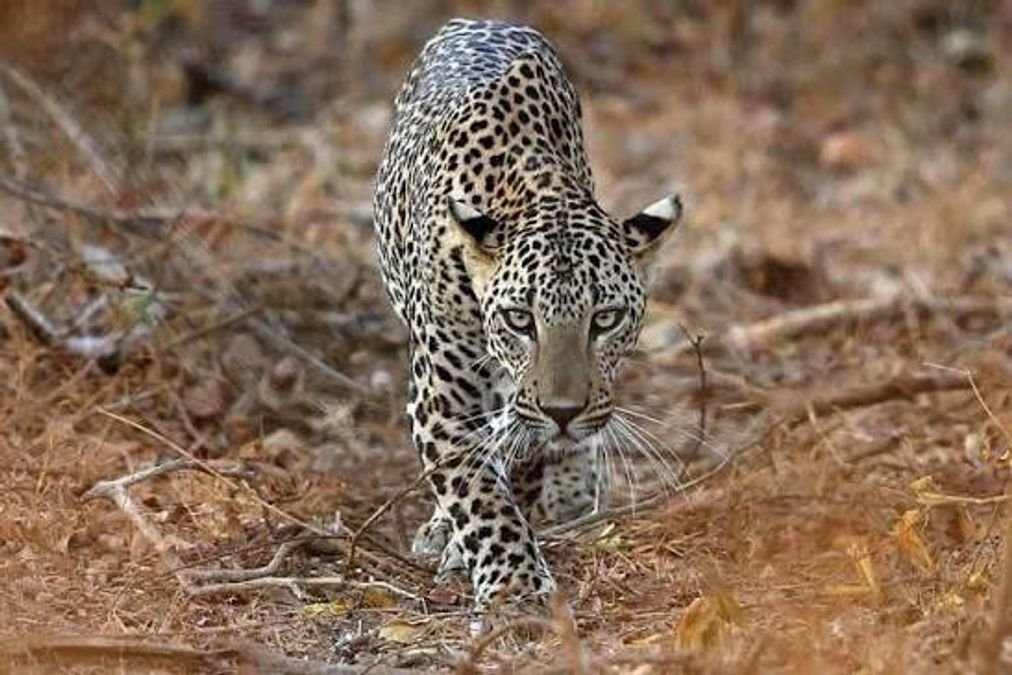 Teen girl mauled by leopard in Baramulla’s Kreeri