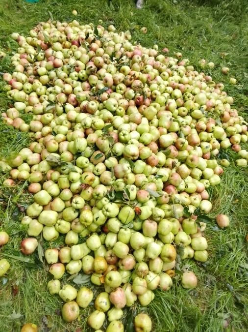 Hailstorm deals fresh blow to south Kashmir apple belt