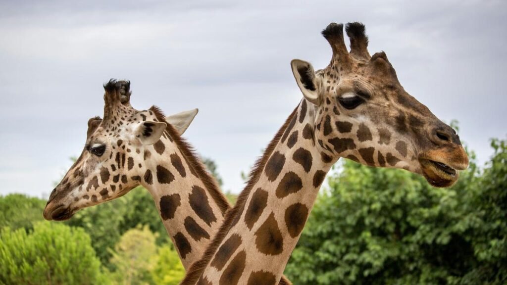 Why can’t humans tell animal faces apart?