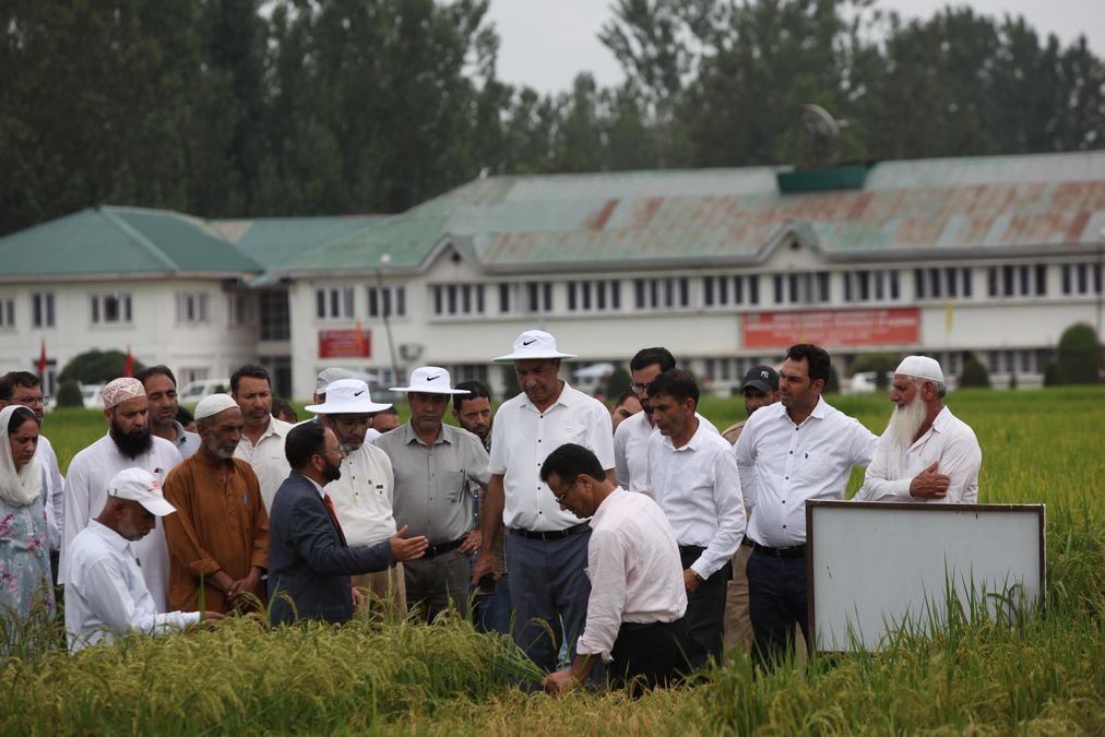 Kashmir gets first basmati rice variety developed by SKUAST-K