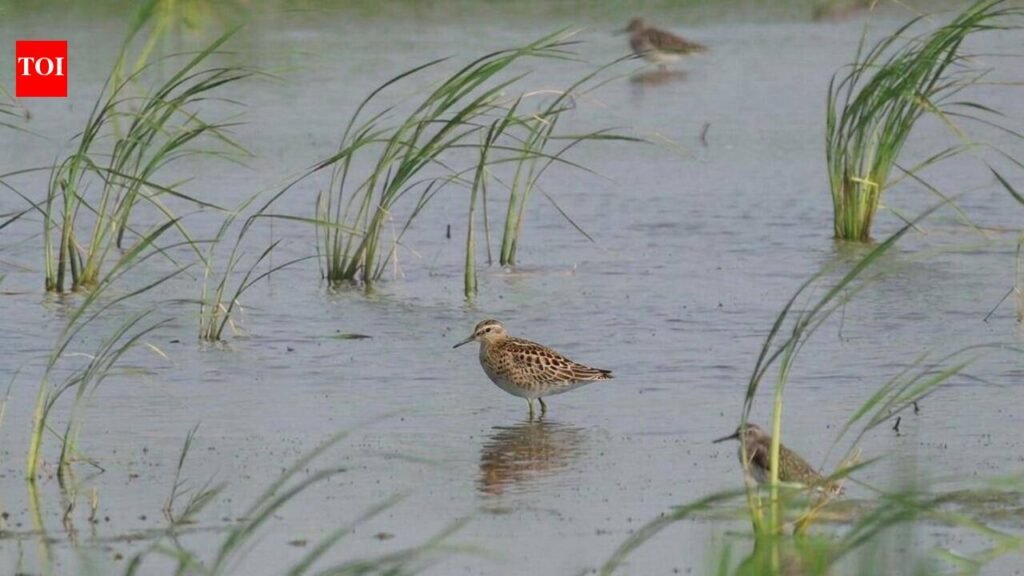 Birders’ delight as rare sharp-tailed sandpiper spotted in Gurgaon after 7 years | Gurgaon News