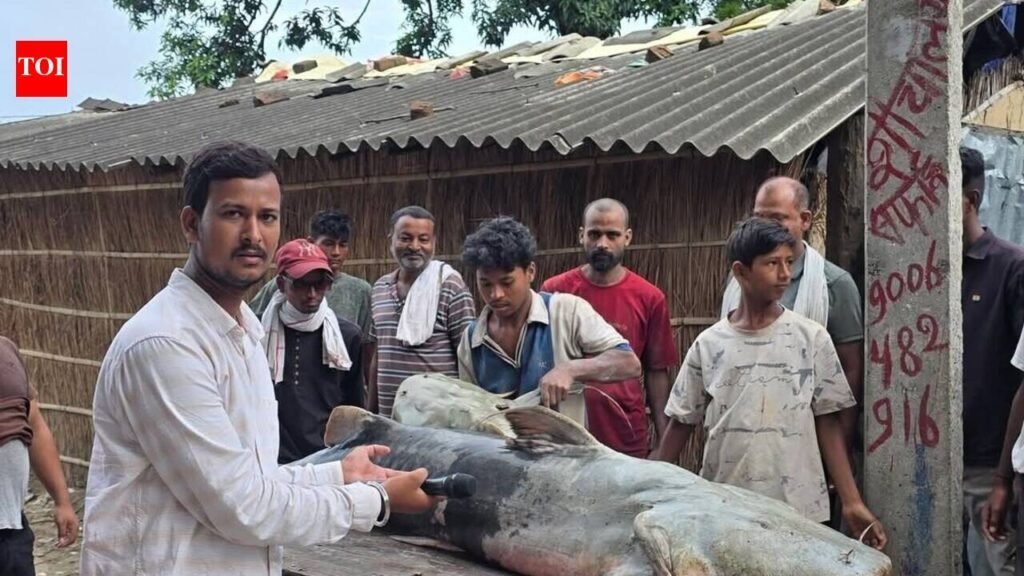 Flood-borne fish from Nepal prompt caution in Gandak belt | Patna News