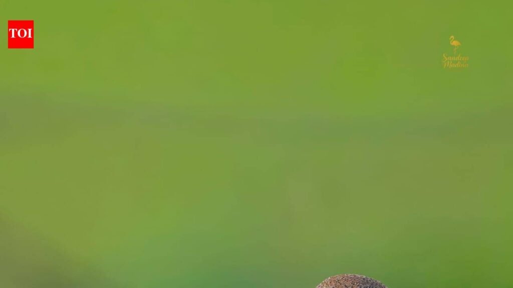 Rare red-backed shrike spotted in Jhajjar, first documented record in Haryana | Gurgaon News