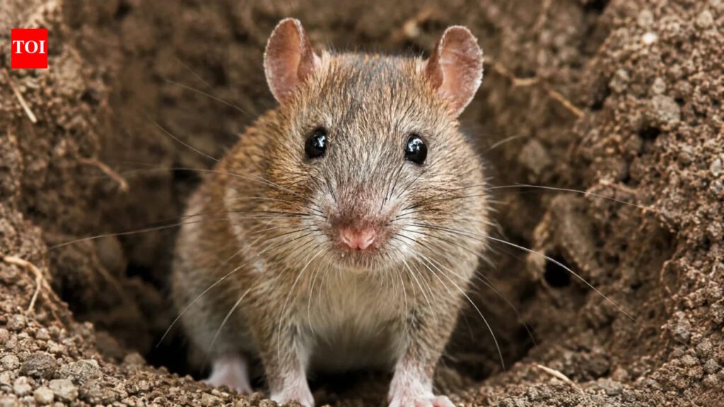In 2011, up to 30,000 rats were eradicated from Palmyra Atoll; five years later native tree seedlings jumped from fewer than 150 to more than 7,700