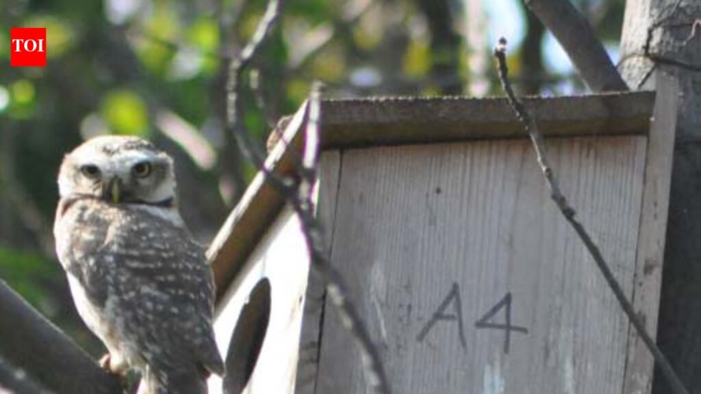 Home tweet home: PAU builds high-rises for Punjab’s shrinking bird life | Ludhiana News