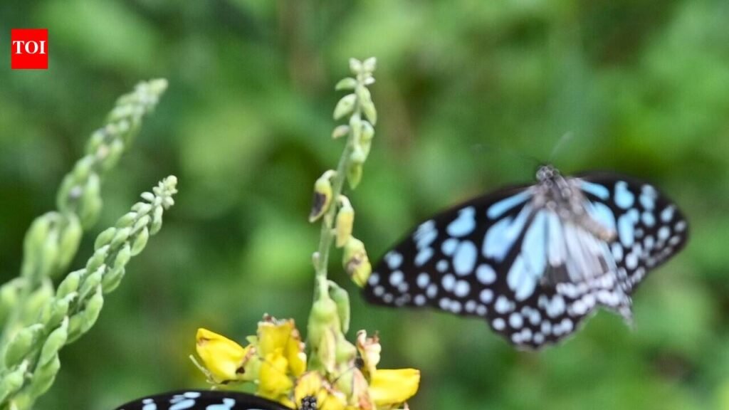 Six Goa colleges join month-long butterfly monitoring drive | Goa News