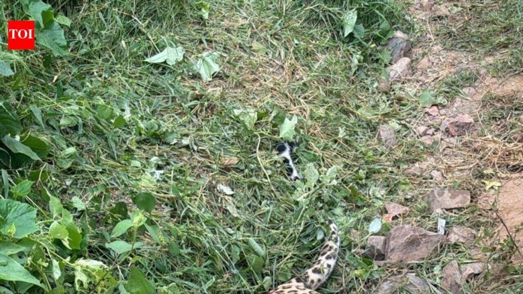 3-year-old leopard found dead in Aravalis, forensic probe ordered | Gurgaon News