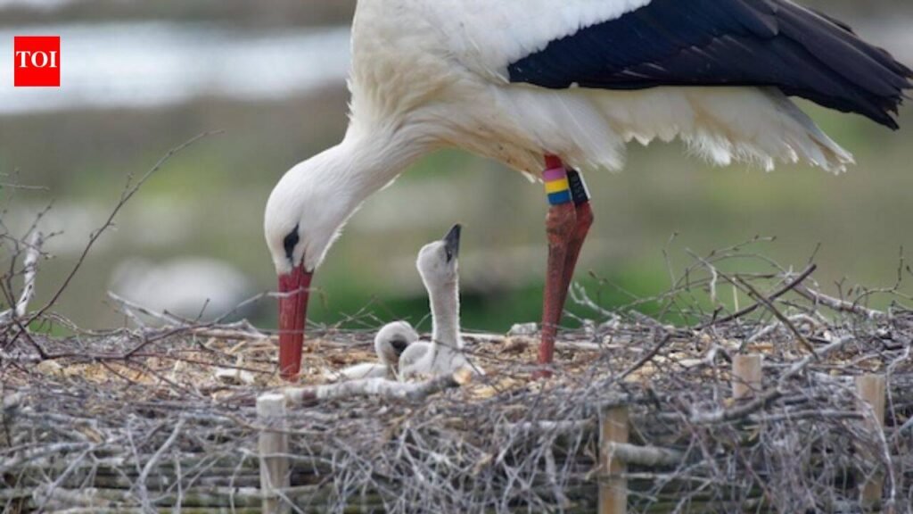 White storks vanished from Southern Sweden in the 1950s; a wetland revival now aims to support 100 breeding pairs |