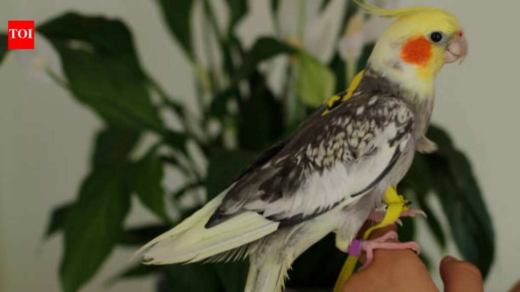 A Texas teenager started building birdhouses after losing his pet cockatiel; 5 years later, he has made 750 shelters and inspired a conservation movement across 20 states