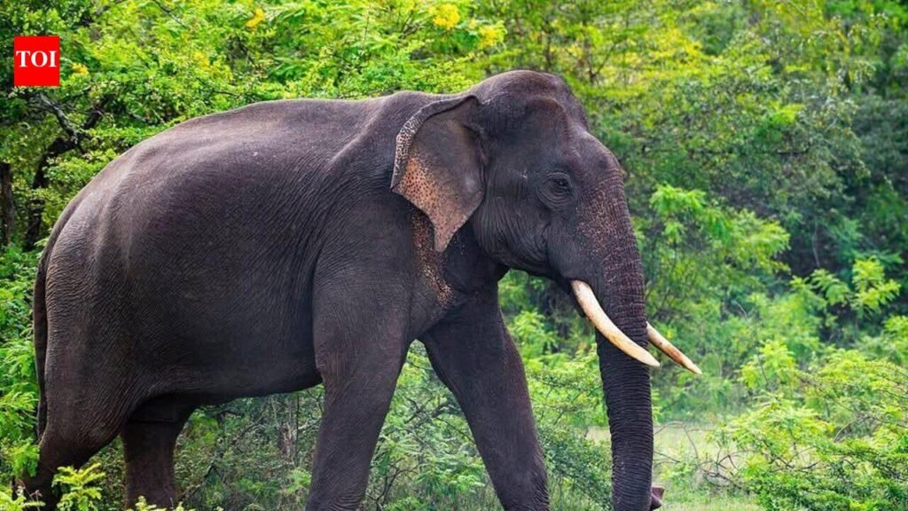 41 elephant corridors identified so far, TN govt informs HC | Chennai News