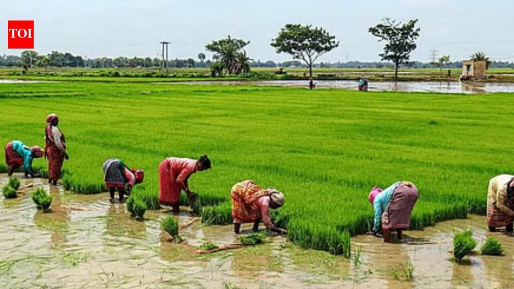 No rain in 122 taluks for three weeks; 50% crop losses likely in Karnataka | Bengaluru News