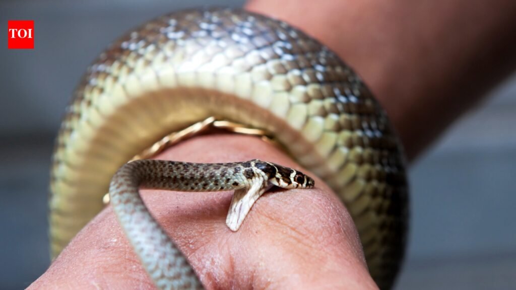 5 snakes that bite without leaving a trace