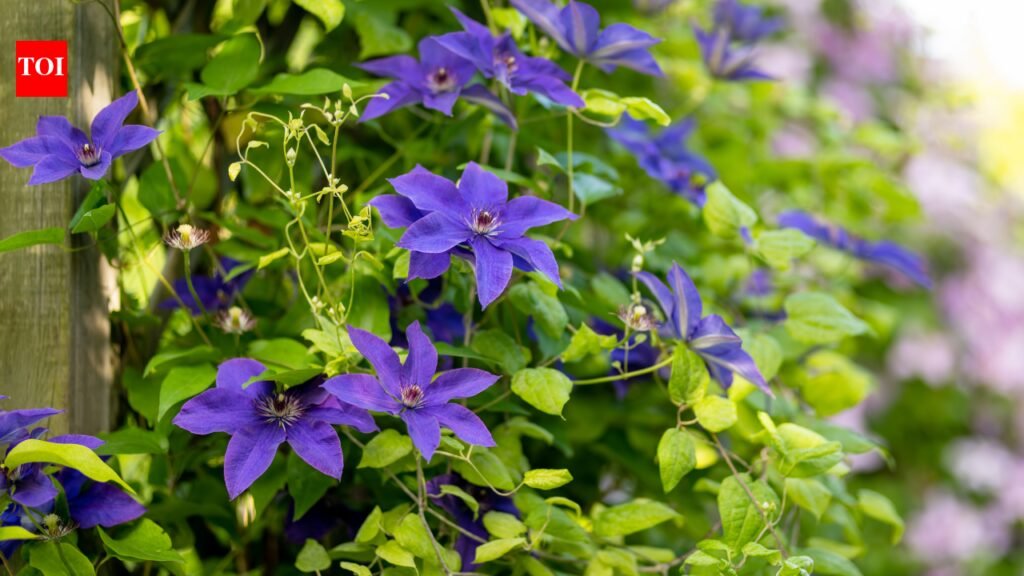 7 easy-to-maintain climbing plants to add to your balcony garden
