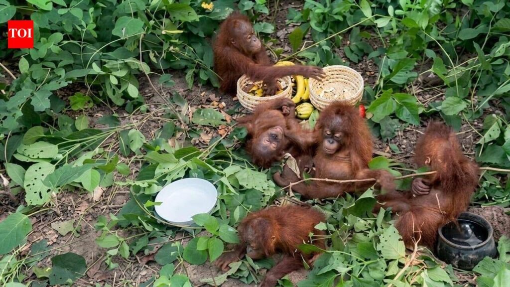 WCCB to probe appearance of endangered orangutans in Balasore forest | Bhubaneswar News