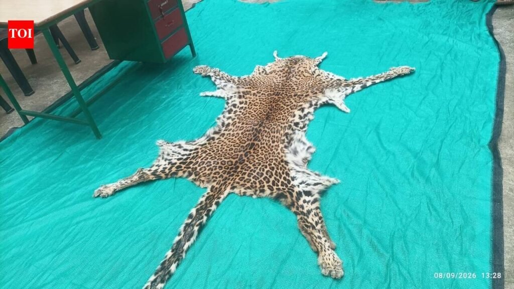 Leopard skin seized in Jeypore; trafficker held | Bhubaneswar News