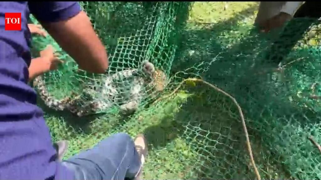 Caretaker put on APO, inquiry ordered over Kota zoo leopard escape | Jaipur News