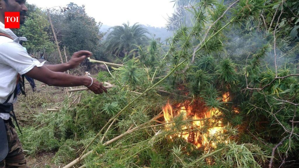 Drone, satellite to spy on cannabis re‑cultivation | Bhubaneswar News