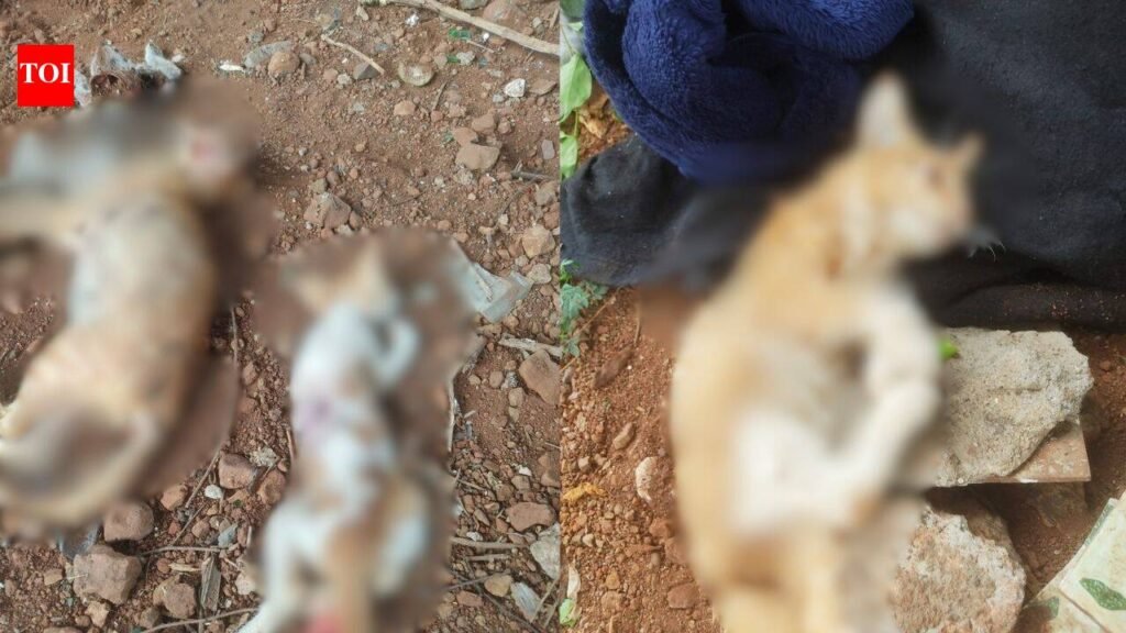 Mumbai cat killings: 20 found dead, mutilated; Rs 50k reward to trace mystery killer(s) | Mumbai News