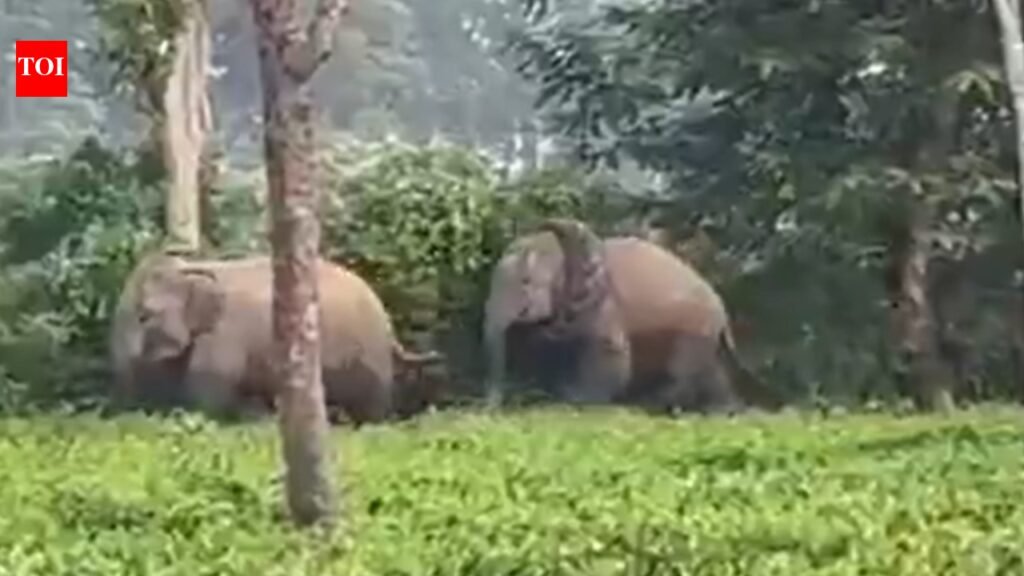 Wildlife safety alarm: Discarded tractor tyre turns deadly trap for wild elephant in Assam | Guwahati News