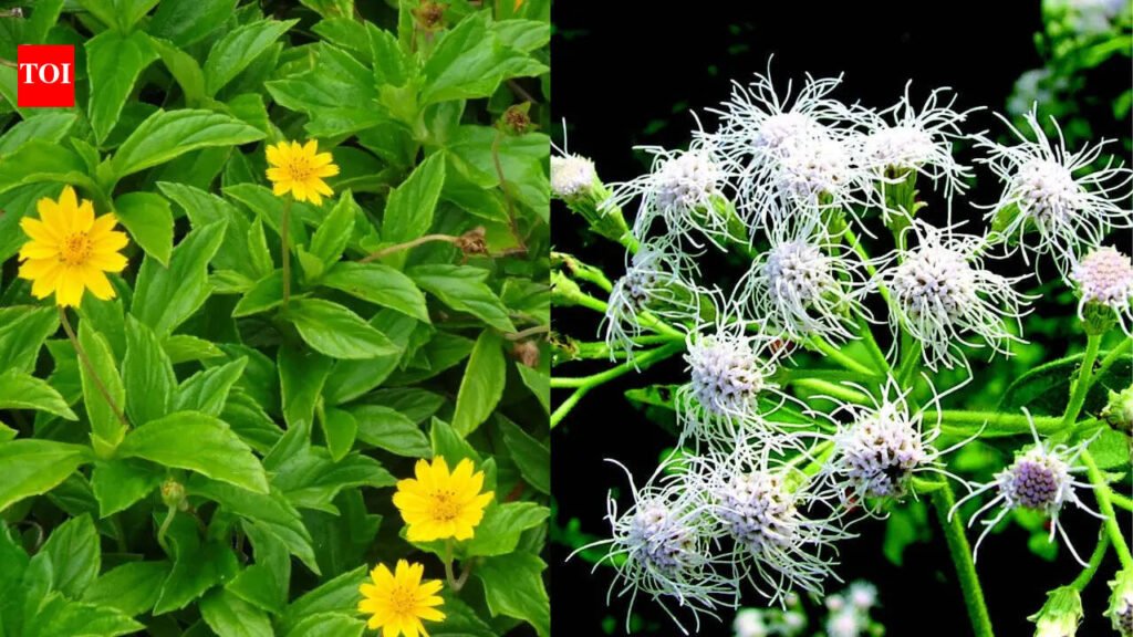 7 beautiful flowering plants that can spread out of control and threaten native vegetation