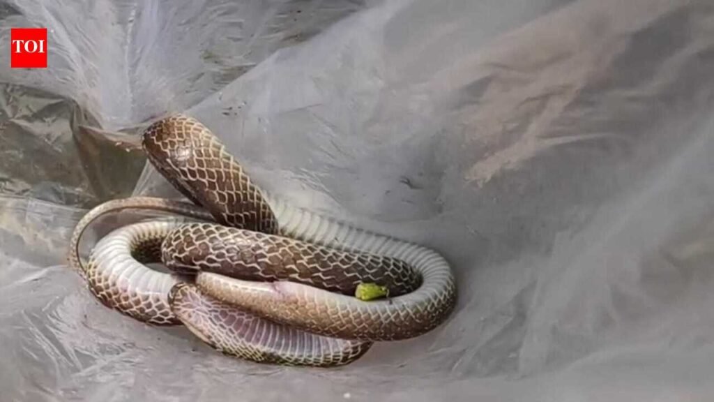 Bite victim brings dead snake to hospital | Surat News