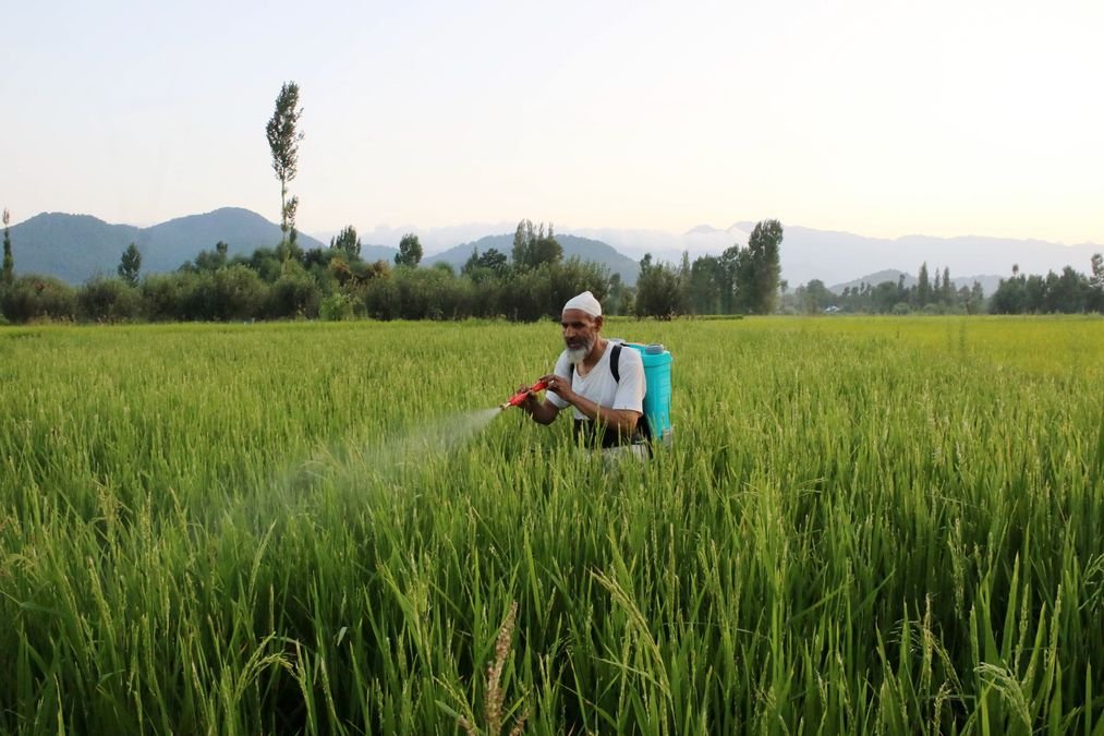 The Vanishing Paddy Lands of Kashmir