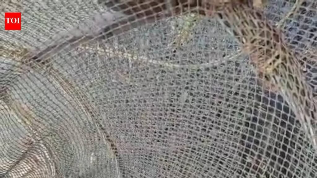 Crocodile rescued after getting entangled in fishing gear | Bhubaneswar News