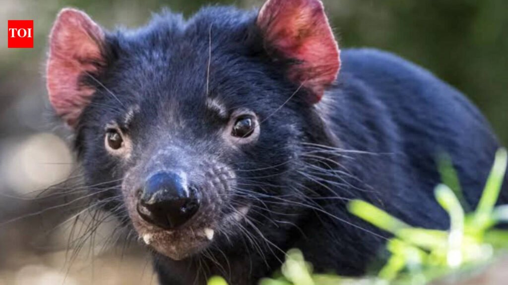 In 2012, Tasmania moved 15 devils to Maria Island to protect the species from facial-tumour disease; after 28 were released by 2013, a 3,000-pair penguin colony disappeared