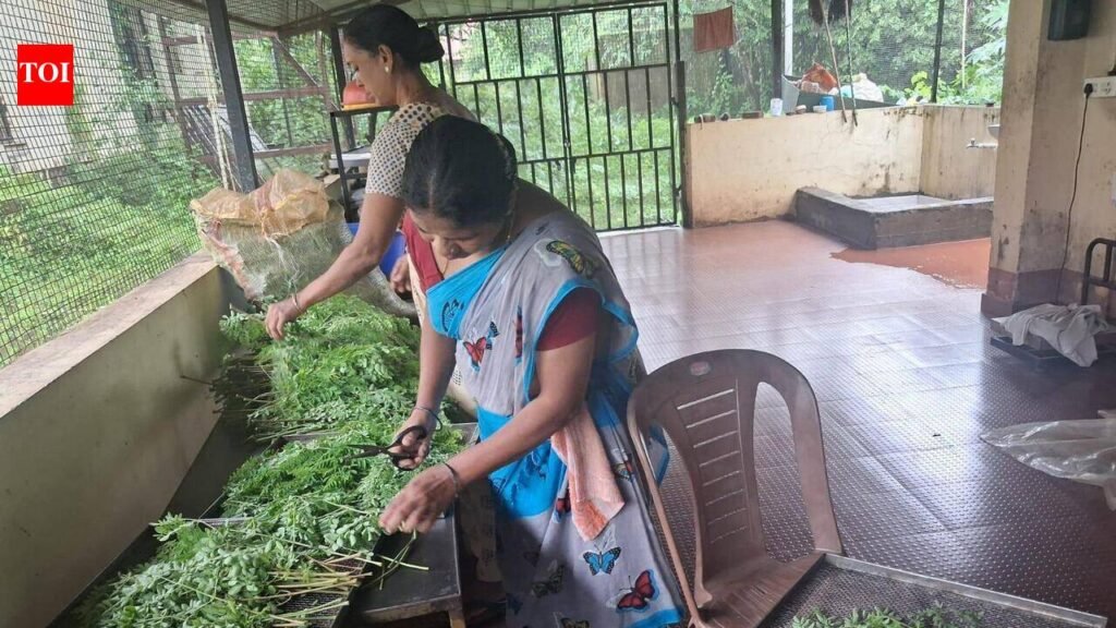 Moringa takes root in Goa as a nutrient-rich superfood | Goa News