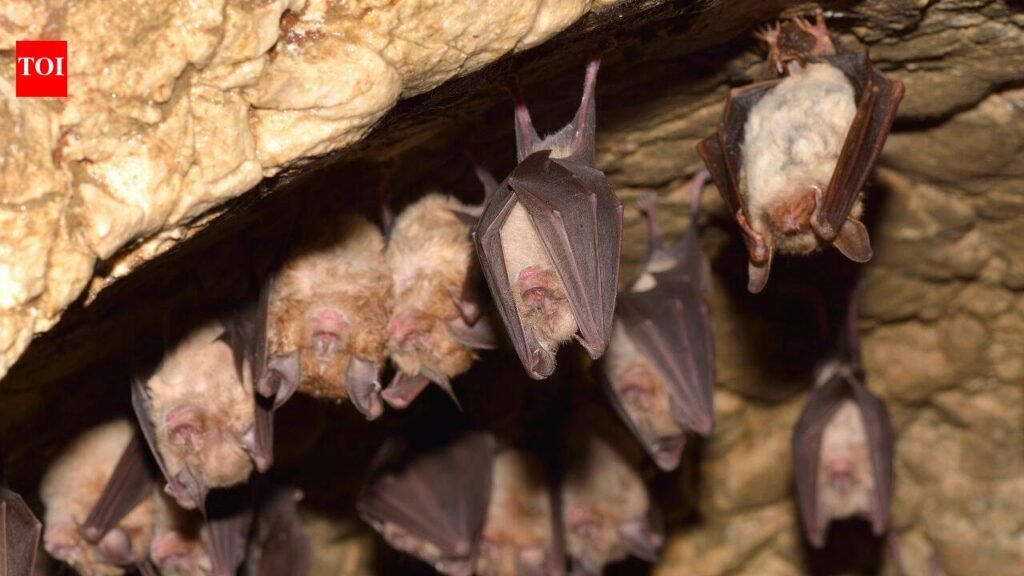 Some Myotis bats can live 50 years while close relatives live just 7; sequencing eight species found longevity genes overlapping with cancer and virus defenses