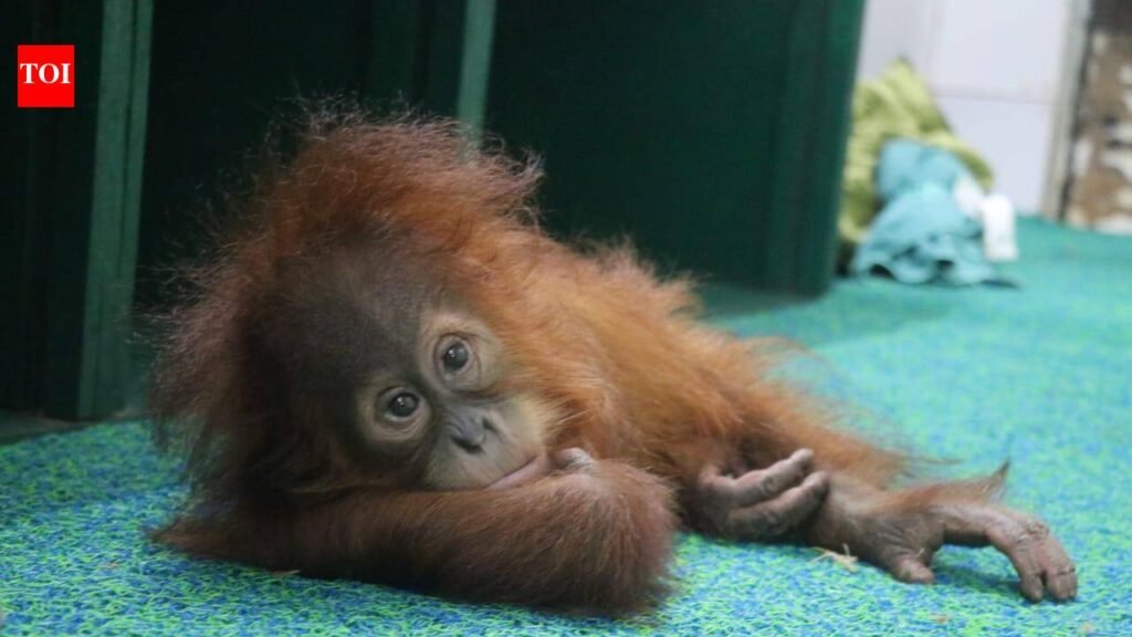 Wildlife bureau to share technical inputs with STF on orangutan trafficking | Bhubaneswar News