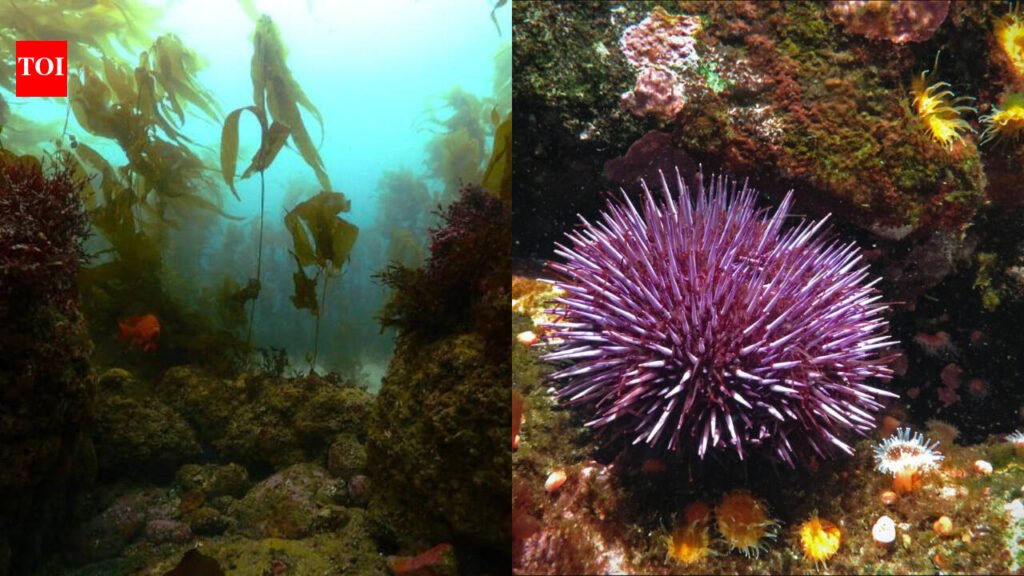 In 2013, California began removing millions of purple urchins from barren reefs; seven years later, more than 55 acres of kelp forest had returned