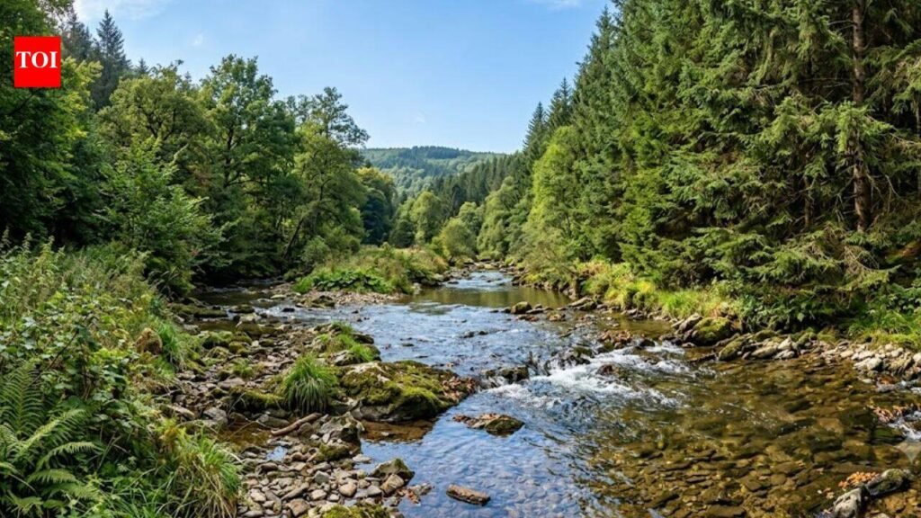 France planted Douglas-fir forests; scientists later found streams draining the plantations had up to 10 times more nitrate | World News
