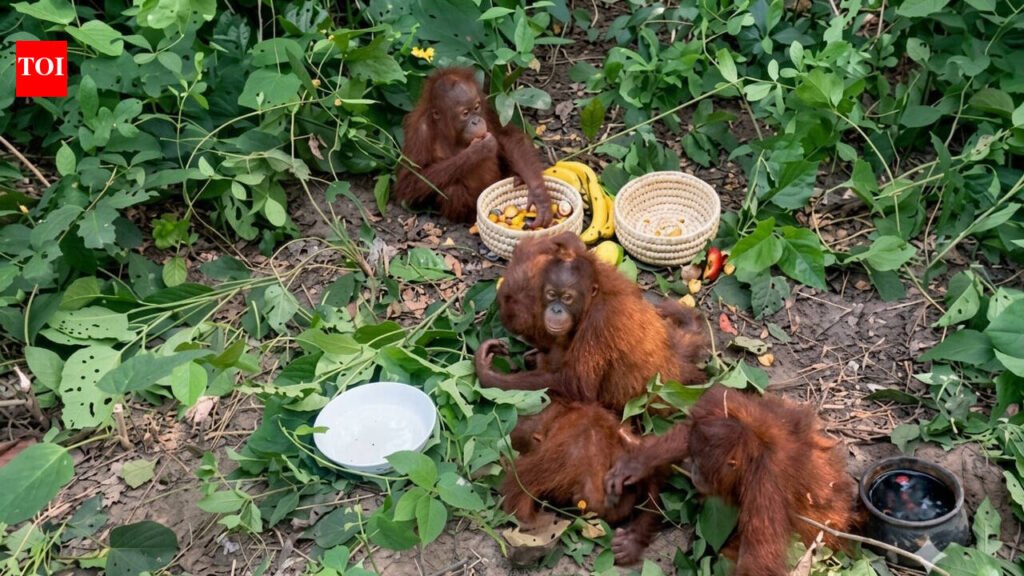 Orangutan mystery deepens as probe yields no suspects | Bhubaneswar News