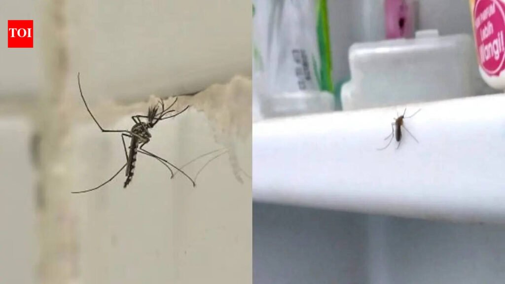 5 simple tips to keep mosquitoes away from bathroom