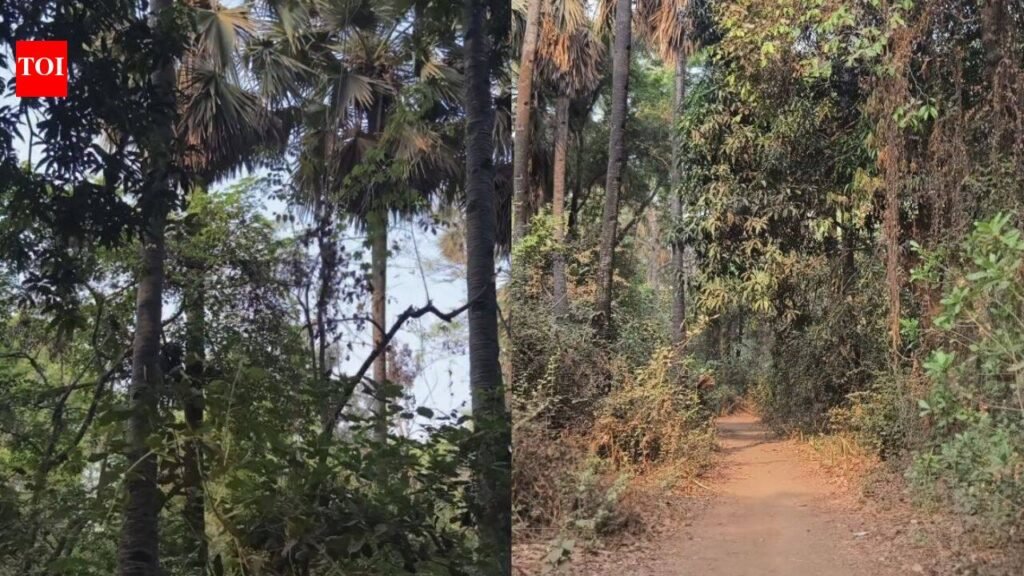 Tree hurdle cleared, Kalyan Ring Road work to pick pace | Thane News