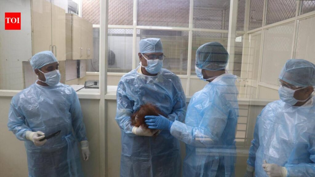 Experts collect samples to assess rescued orangutans’ health | Bhubaneswar News