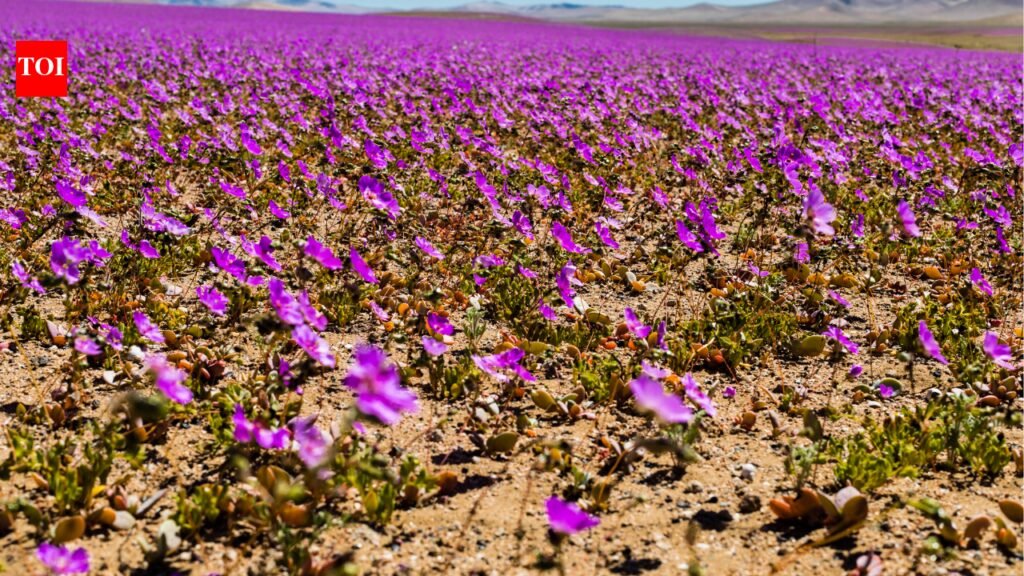 Atacama Desert: Atacama, the ‘blooming desert’, gets painted in a sea of colourful flowers following the rare phenomenon that happens once every 10 years