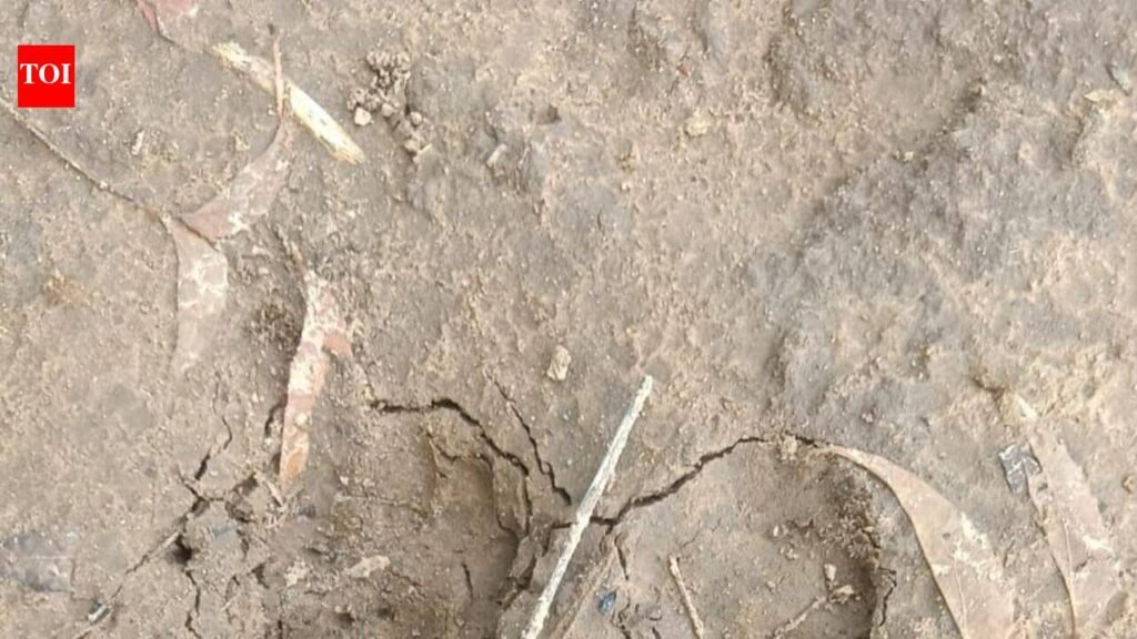 Leopard leaves fresh pugmarks in Sanand’s Moti Devati, second evidence in a month | Ahmedabad News