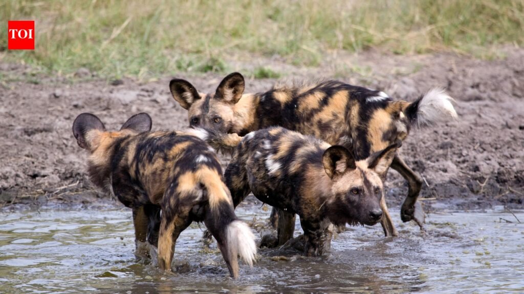 Three African wild dog brothers left their Zambian pack in 2025; eight months later, they had travelled 4,126 km, the longest recorded dispersal by an African mammal