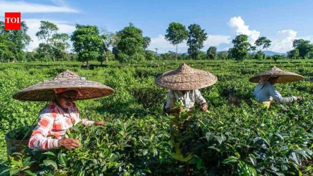 73 Assam tea estates announce 20% Durga Puja bonus | Guwahati News