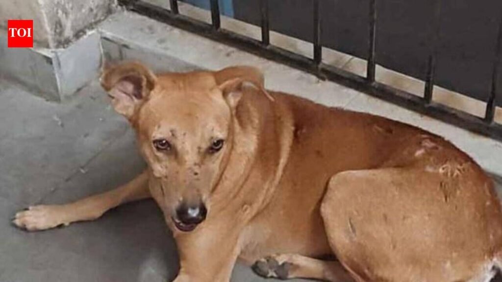 Waiting for ‘sir’: Deceased cop’s loyal stray keeps vigil at Habra PS | Kolkata News
