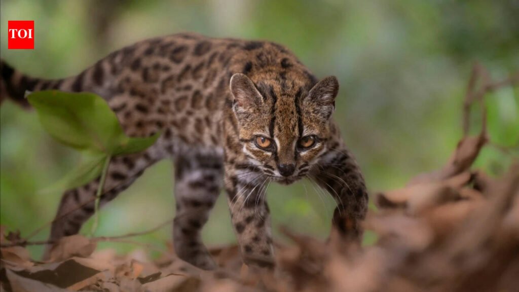 New Wild Cat Species: Meet Tilcayo: The tiny wild cat discovered in Bolivia’s cloud forests after more than a century